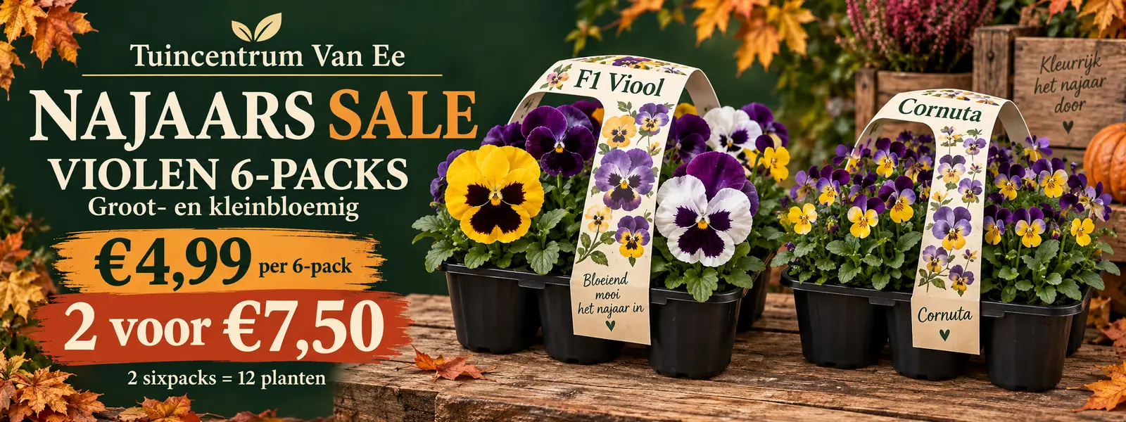 Violen aanbieding
