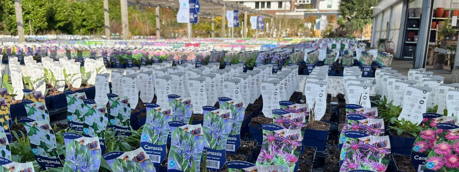 Volop vaste planten!