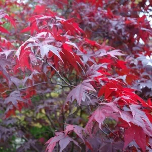 Acer palmatum 'Atropurpureum'