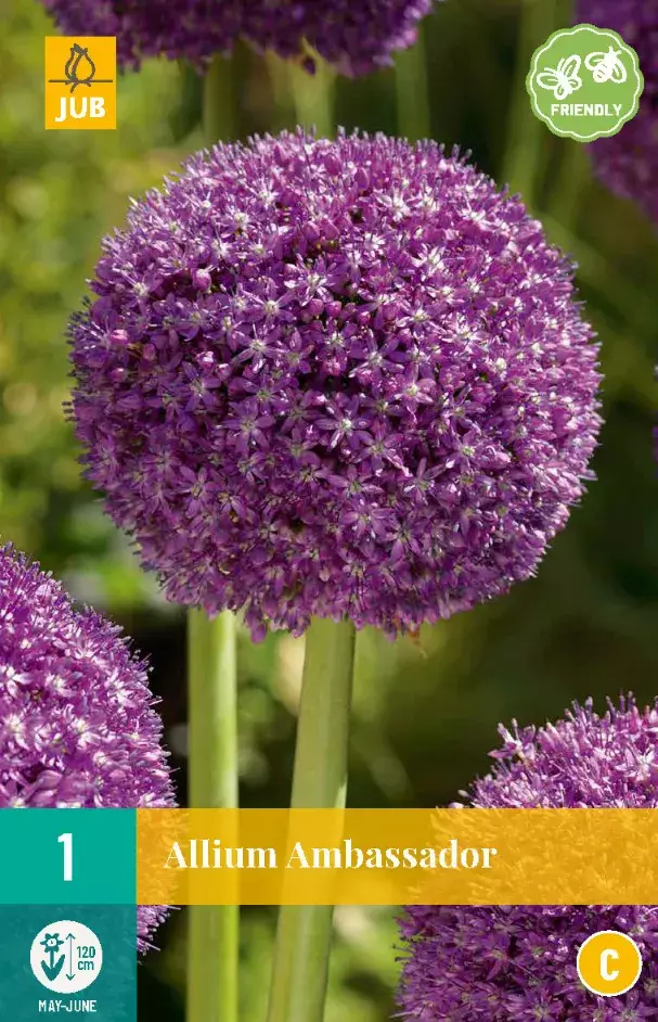 Allium Ambassador Tuincentrum Van Ee Groot Assortiment Aan Groen