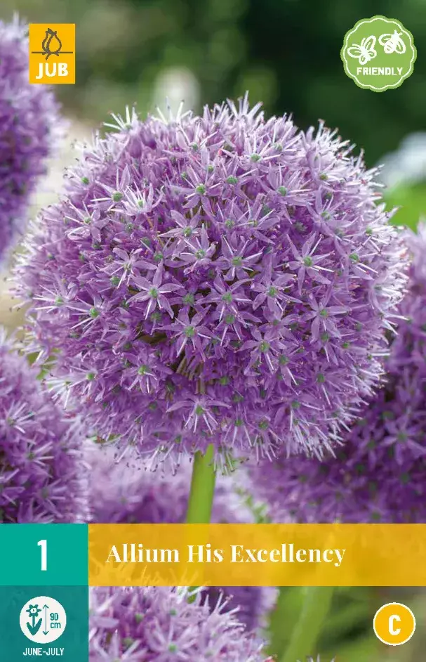 Allium His Excellency Tuincentrum Van Ee Groot Assortiment Aan Groen