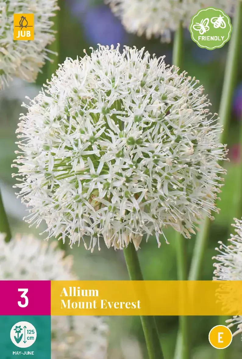 Allium Mount Everest Tuincentrum Van Ee Groot Assortiment Aan Groen