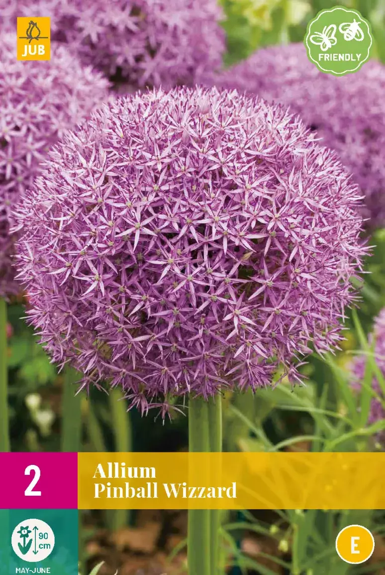 Allium Pinball Wizzard Tuincentrum Van Ee Groot Assortiment Aan Groen