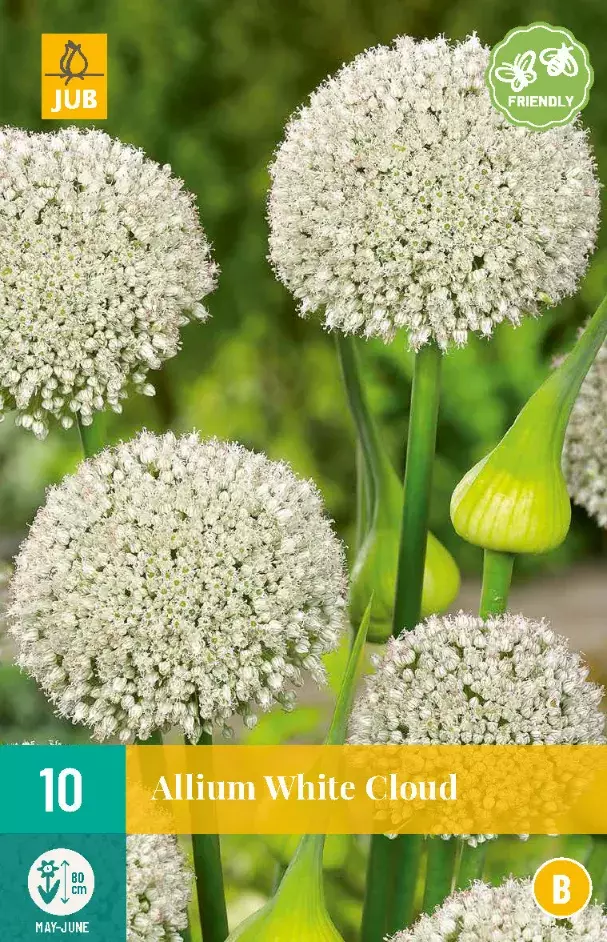 Allium White Cloud Tuincentrum Van Ee Groot Assortiment Aan Groen