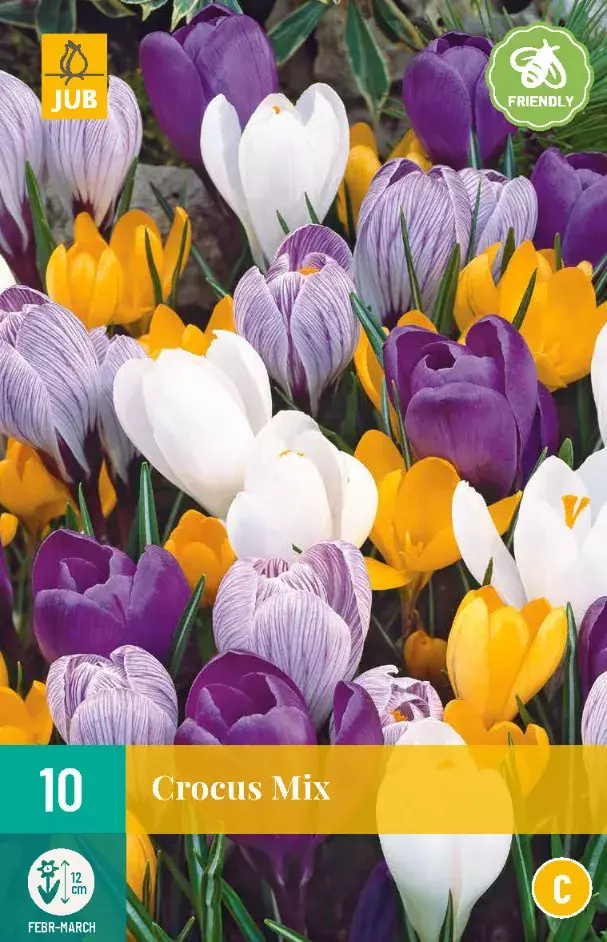 Crocus Grootbloemig Mix Tuincentrum Van Ee Groot Assortiment Aan Groen