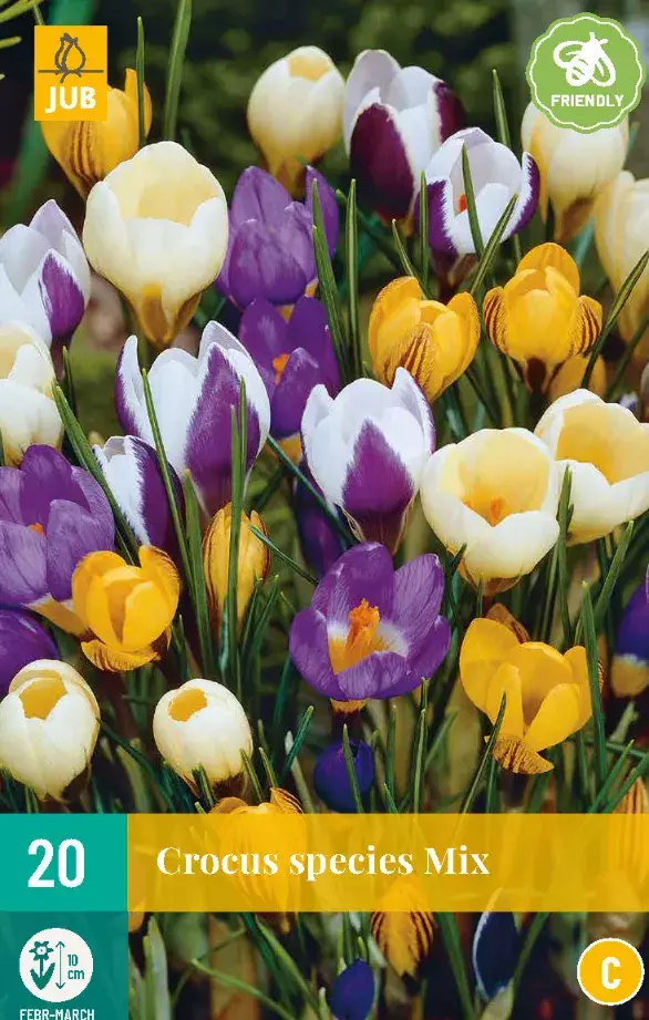 Crocus Species Mix Tuincentrum Van Ee Groot Assortiment Aan Groen