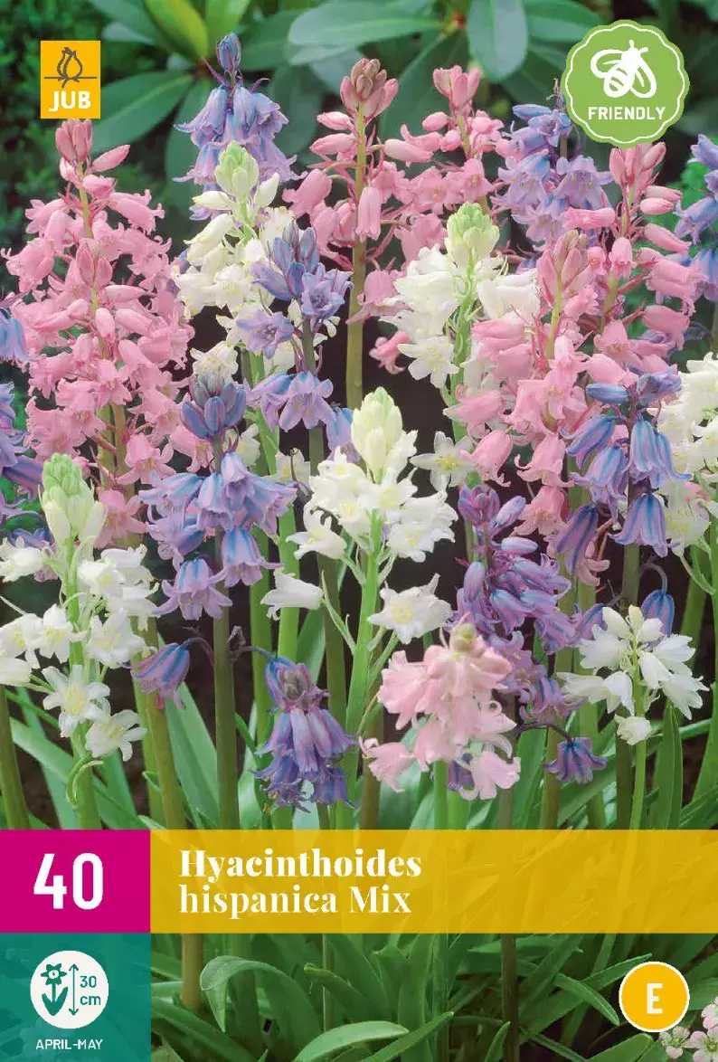 Hyacinthoides Hispanica Mix Tuincentrum Van Ee Groot Assortiment