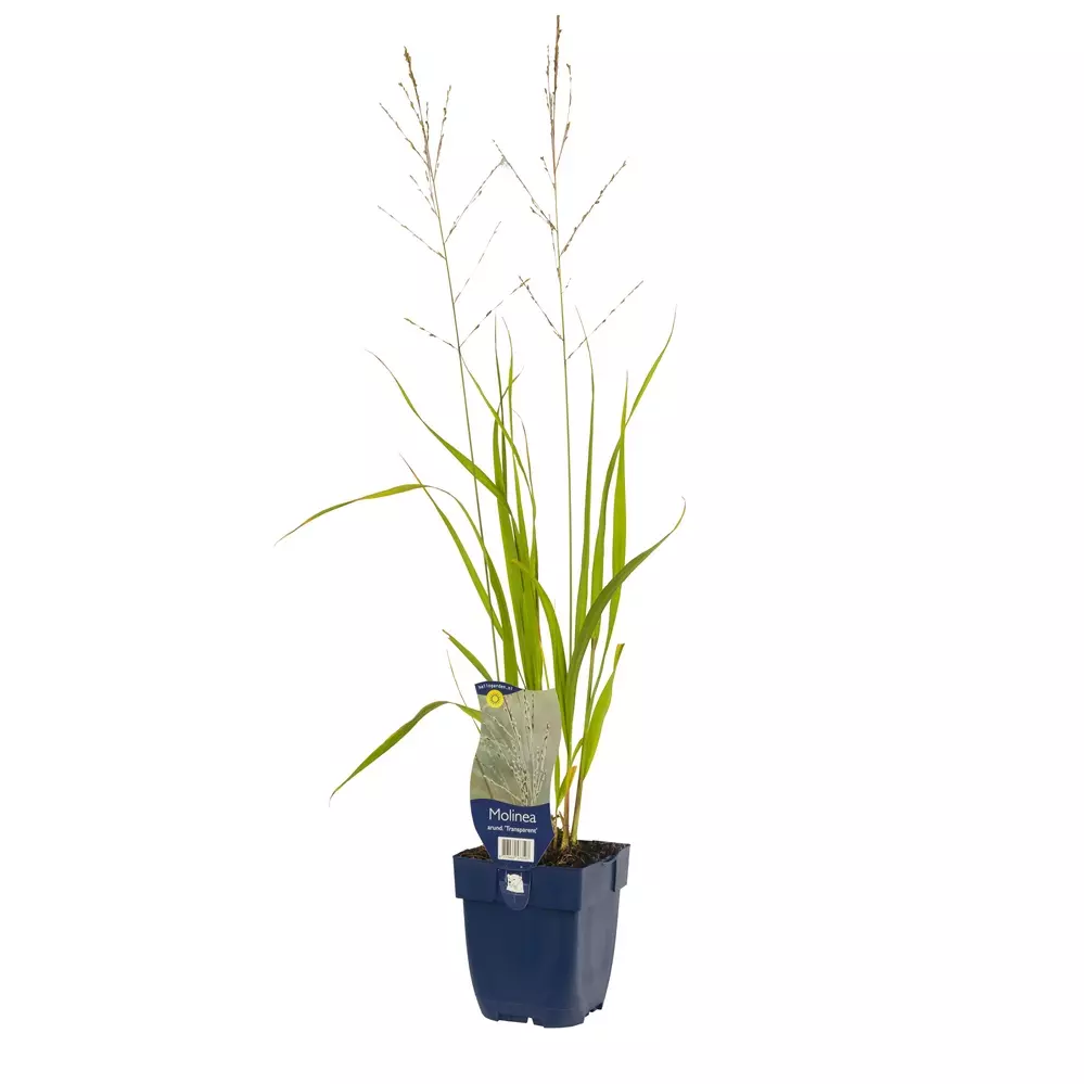 Molinia Arund Transparent Tuincentrum Van Ee Groot Assortiment