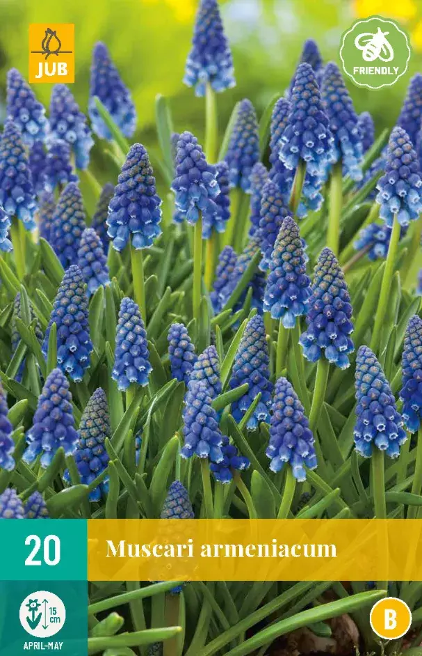 Muscari Armeniacum Tuincentrum Van Ee Groot Assortiment Aan Groen