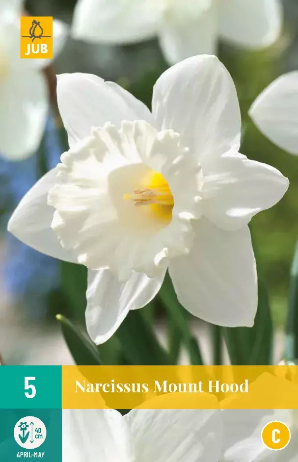 Narcissus Mount Hood Tuincentrum Van Ee Groot Assortiment Aan Groen