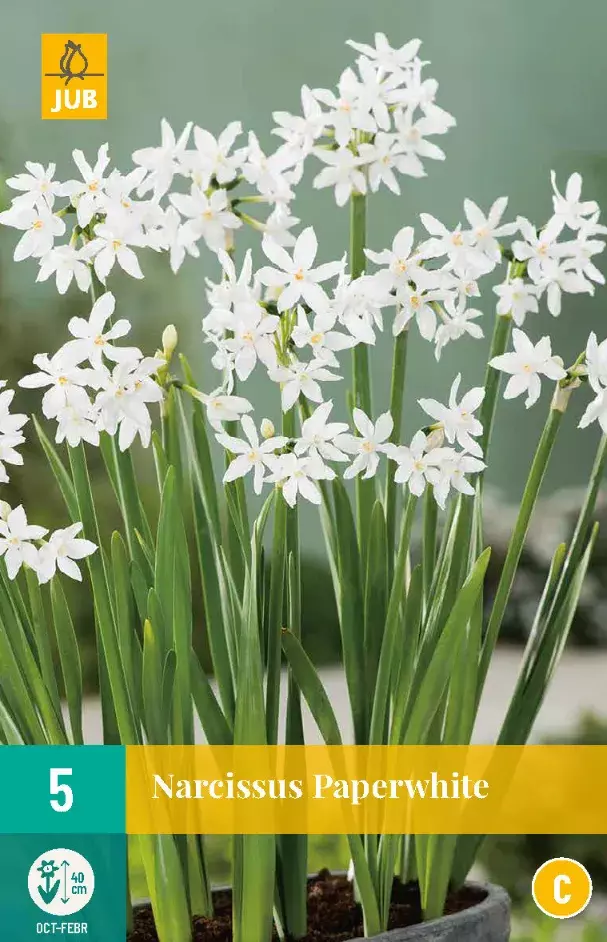 Narcissus Paperwhite Tuincentrum Van Ee Groot Assortiment Aan Groen