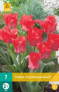 Tulipa Trauttmansdorff