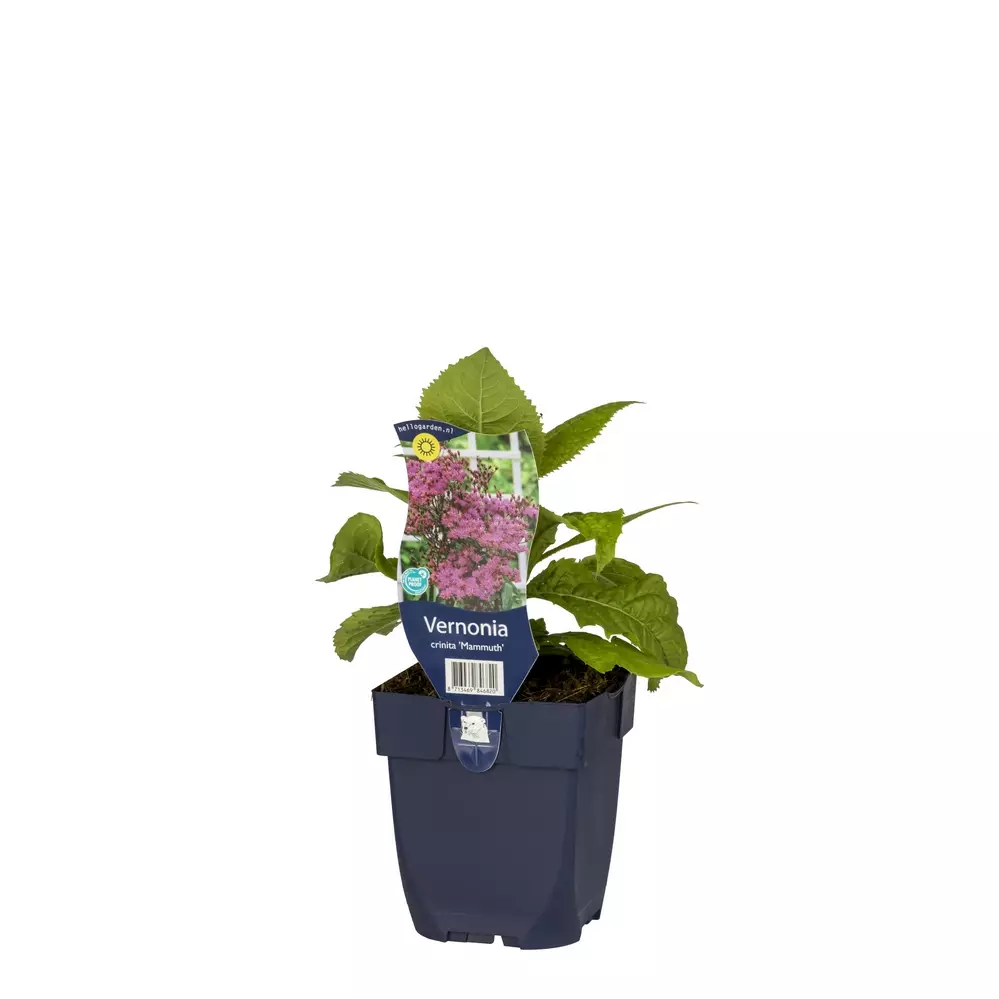 Vernonia Crinita Mammuth Tuincentrum Van Ee Groot Assortiment Aan